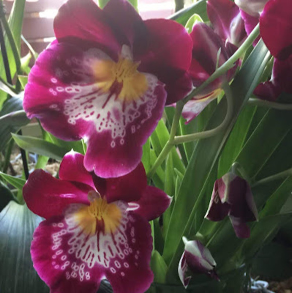 Meet your Posher, Nubia daissy - Picture 1 of 1